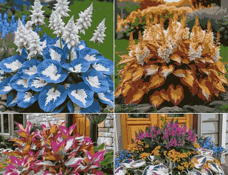 Shade-Tolerant and Cold-Hardy Hosta Flowers Seeds (200gm)