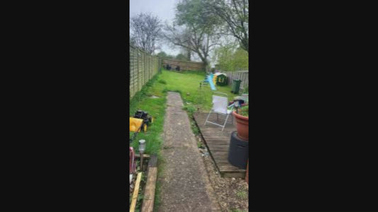 Elegant Climbing Rose Flower Seeds